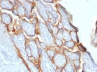 FFPE human placenta sections stained with 100 ul anti-HCG-beta (clone SPM529) at 1:300. HIER epitope retrieval prior to staining was performed in 10mM Citrate, pH 6.0.